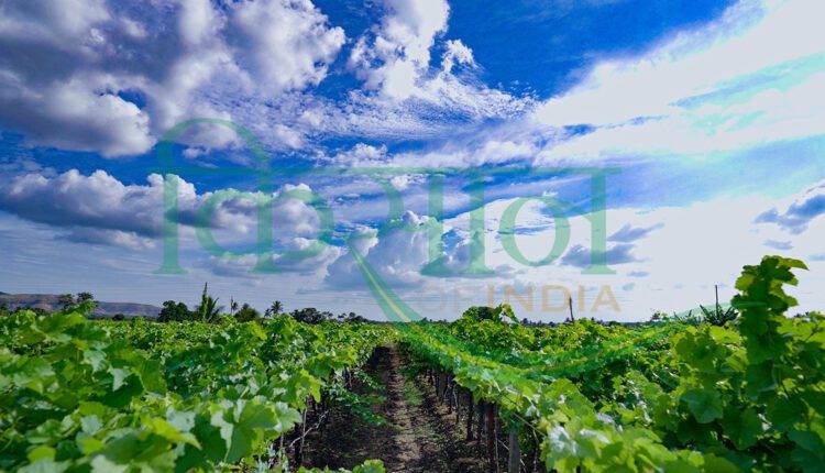 grapes farming pune maharashtra (अंगूर की खेती)