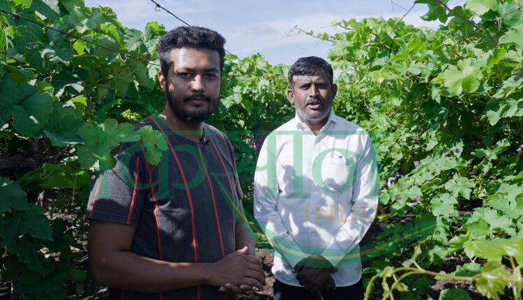 grapes farming pune maharashtra (अंगूर की खेती)