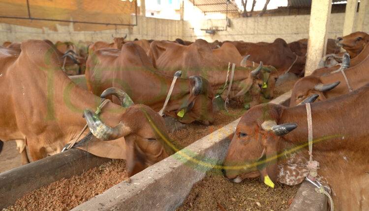 डेयरी फ़ार्मिंग भूपेंद्र पाटीदार दुग्ध क्रांति (bhupendra patidar dairy farming