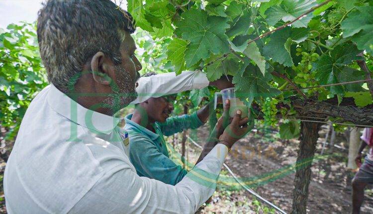 grapes farming pune maharashtra (अंगूर की खेती)