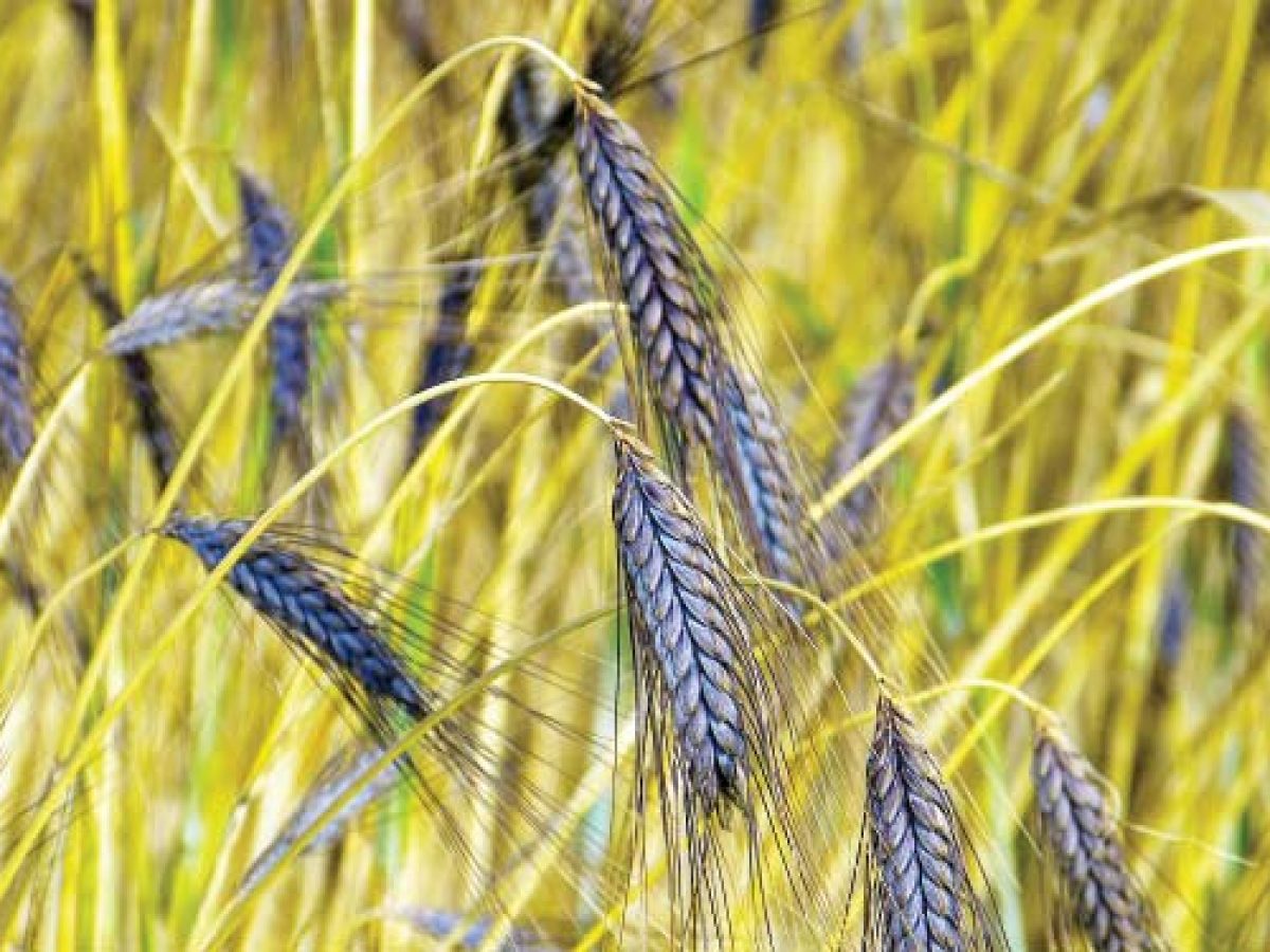 काला गेहूं (Black Wheat):