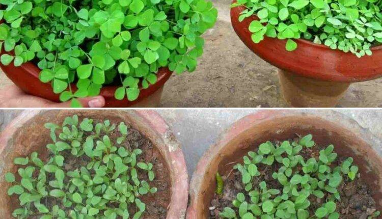 घर पर लगाएं ये 10 पौधे, ऑक्सीजन भी पाएं और प्रोटीन भी