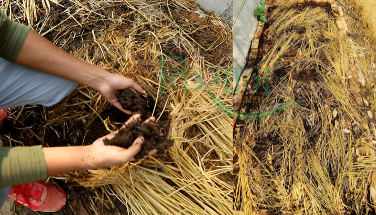 Organic Acre: इन बातों का ख्याल रखेंगे तो खेती में होगी तरक्की, लक्ष्य डबास से जानिए उत्पादन बढ़ाने और फसलें बचाने की टिप्स