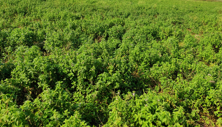 बृजेश पटेल ने पुदीने की खेती (peppermint farming) से कैसे कमाया मुनाफ़ा? जानिए सब कुछ