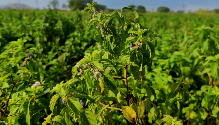 बृजेश पटेल ने पुदीने की खेती (peppermint farming) से कैसे कमाया मुनाफ़ा? जानिए सब कुछ
