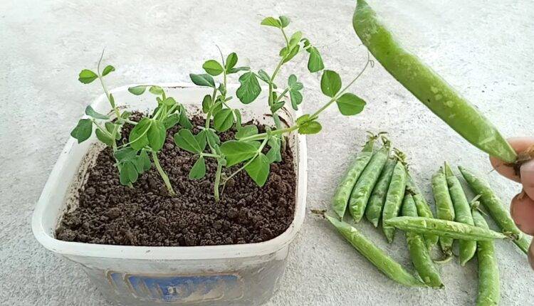 घर पर लगाएं ये 10 पौधे, ऑक्सीजन भी पाएं और प्रोटीन भी