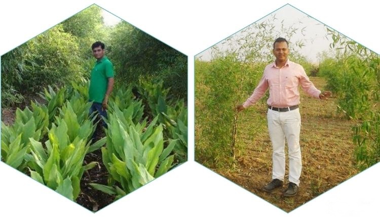 बांस की खेती (bamboo cultivation )