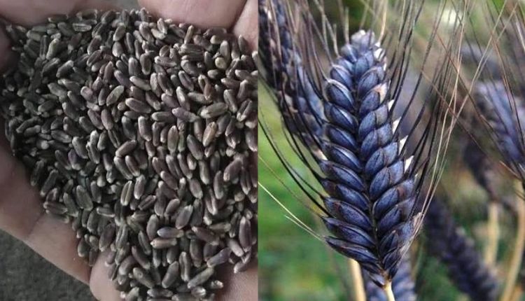 काला गेहूं (Black Wheat):