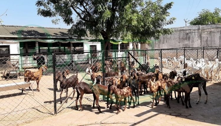 बकरी पालन व्यवसाय ( goat farming business)