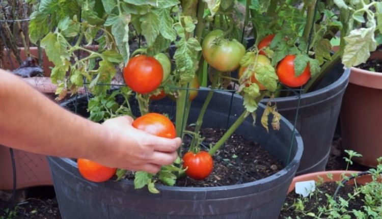 tamatar ghar par kaise ugaayein (टमाटर घर में कैसे उगाएँ ) हरी सब्जियां