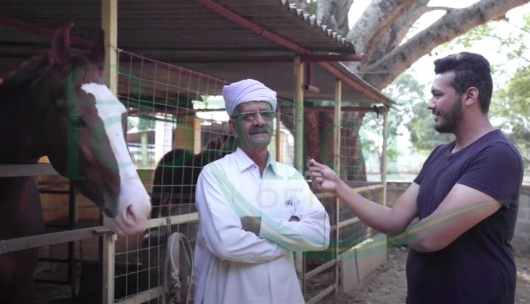घोड़ा पालन
