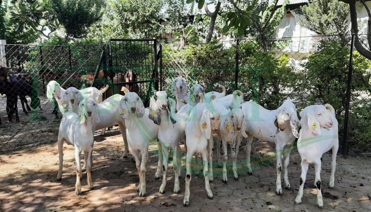 बकरी पालन व्यवसाय ( goat farming business)