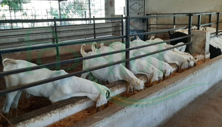 बकरी पालन व्यवसाय ( goat farming business)