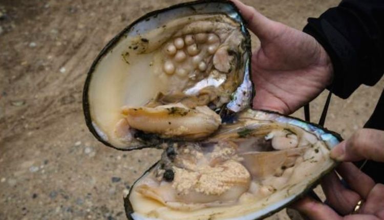 मोती की खेती संतोष कुमार सिंह (pearl farming santosh kumar singh)मोती की खेती संतोष कुमार सिंह (pearl farming santosh kumar singh)