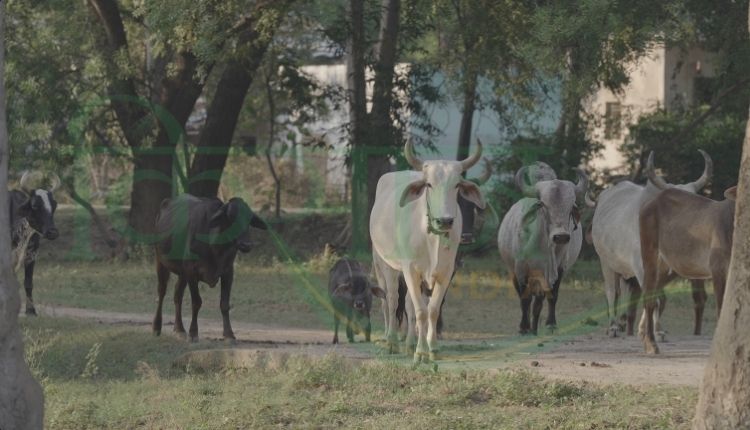 किसान प्रेम सिंह बुंदेलखंड ( farmer prem singh bundelkhand