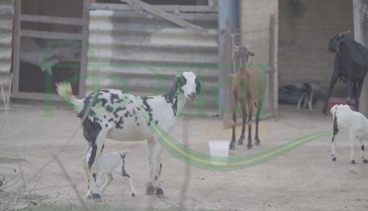 किसान प्रेम सिंह बुंदेलखंड ( farmer prem singh bundelkhand