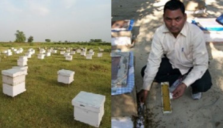 beekeeping ( मधुमक्खी पालन )