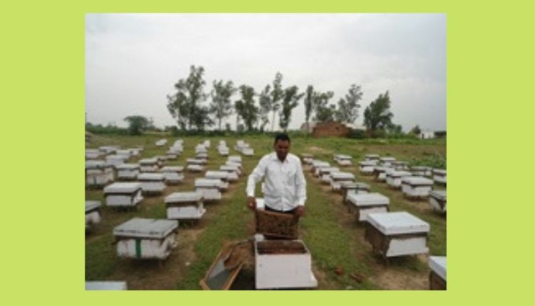 beekeeping ( मधुमक्खी पालन )