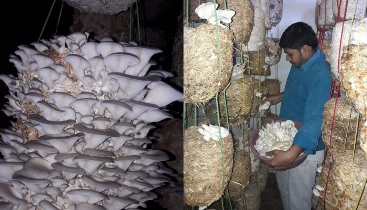 मशरूम की खेती (mushroom farming)