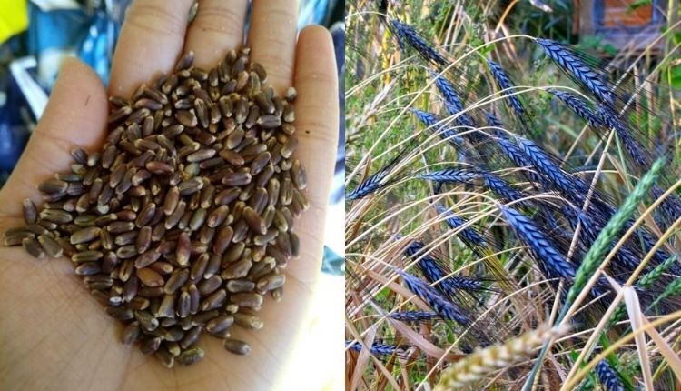 काला गेहूं की खेती ( black wheat farming)