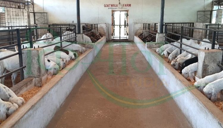 बकरी पालन व्यवसाय ( goat farming business)