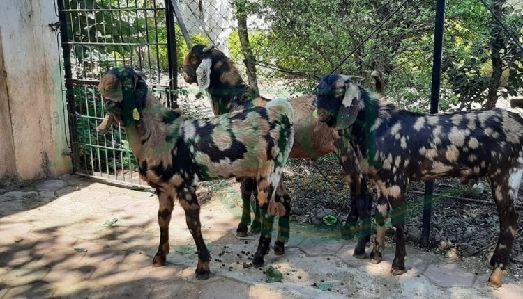 बकरी पालन व्यवसाय ( goat farming business)