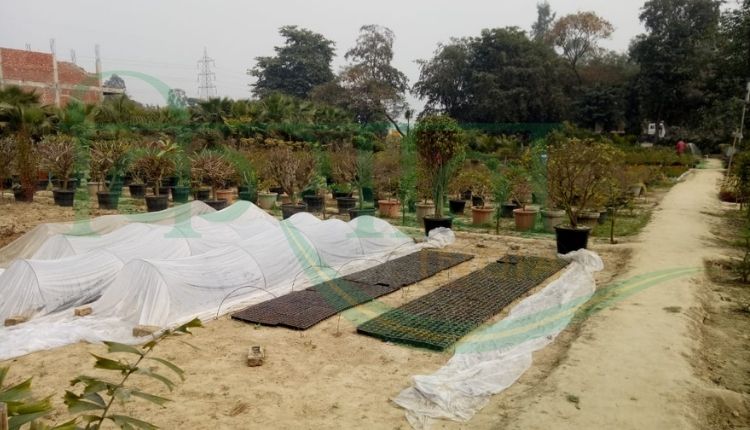 बंश गोपाल सिंह नर्सरी कैसे लगायें ( how to start nursery plant)