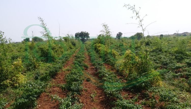 बांस की खेती (bamboo cultivation )
