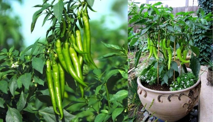 mirchi ki kheti (घर में कैसे उगाएँ मिर्ची ) हरी सब्जियां