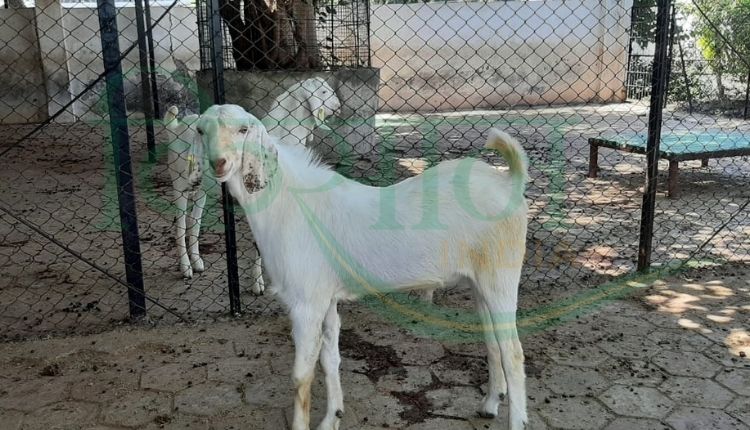 बकरी पालन व्यवसाय ( goat farming business)