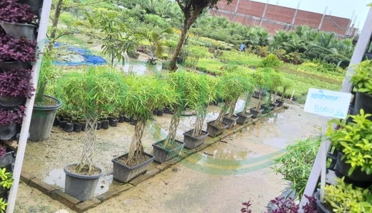 बंश गोपाल सिंह नर्सरी कैसे लगायें ( how to start nursery plant)
