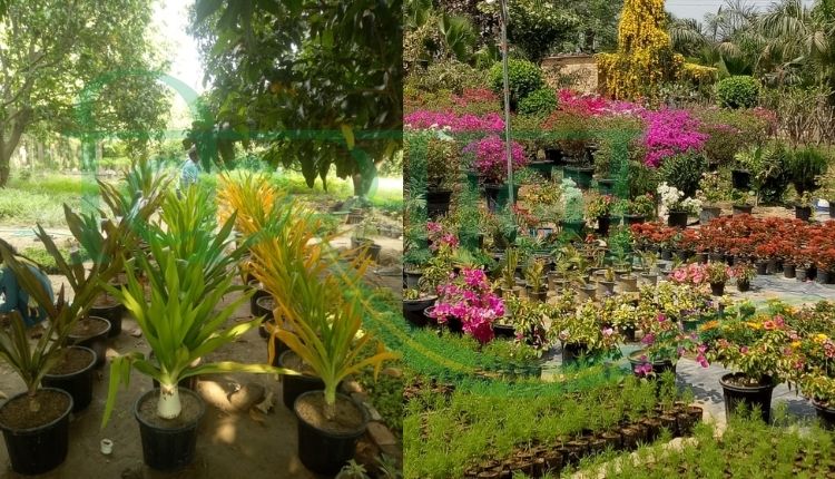 बंश गोपाल सिंह नर्सरी कैसे लगायें ( how to start nursery plant)