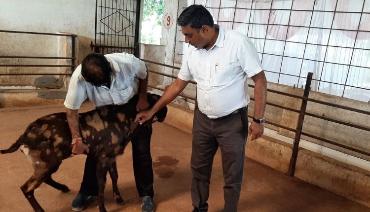 बकरी पालन व्यवसाय ( goat farming business)