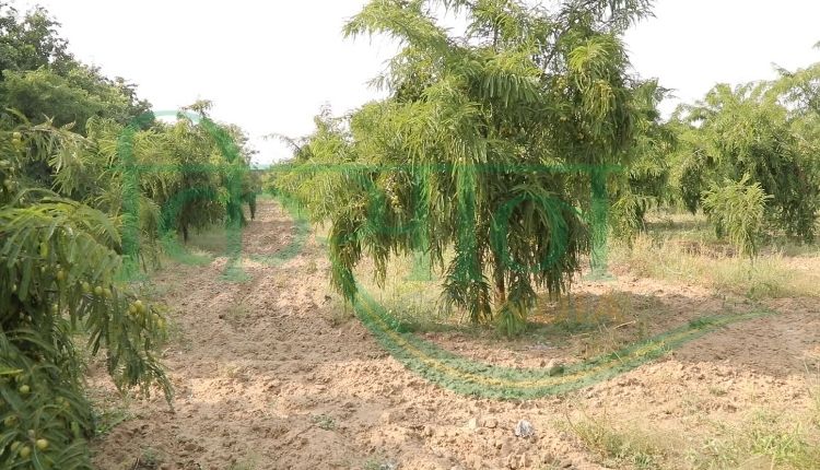 आंवले की खेती कैलाश चौधरी ( amla farming kaliash choudhary)