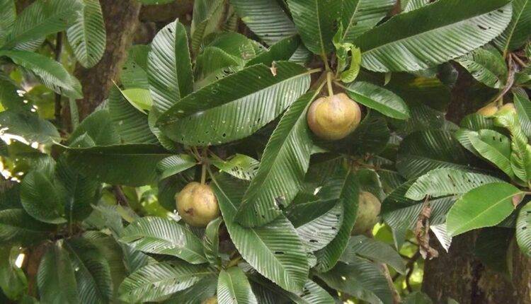 एलिफेंट एप्पल की खेती elephant apple farming
