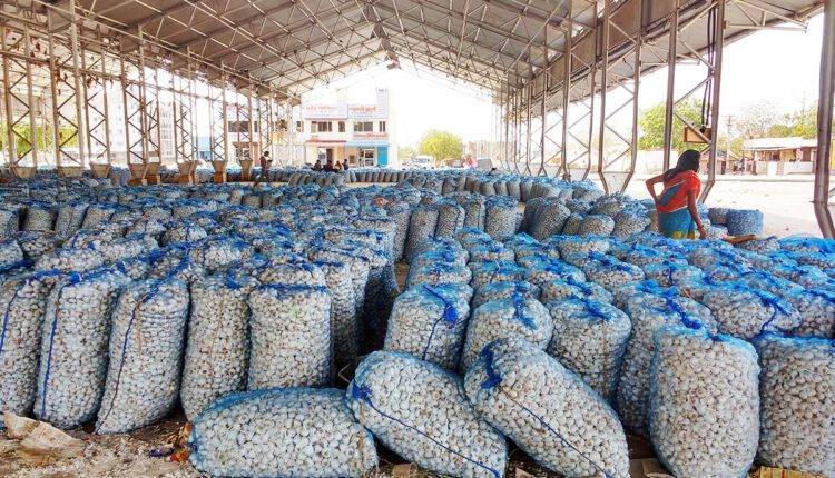 lehsun ki kheti garlic farming लहसुन की खेती में बाज़ार