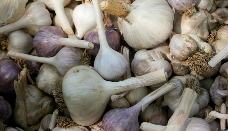 lehsun ki kheti garlic farming लहसुन की खेती और लहसुन की किस्में