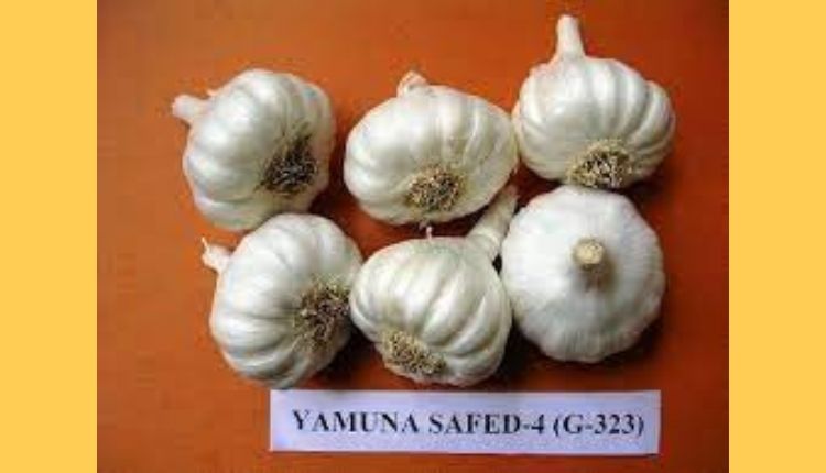 lehsun ki kheti garlic farming लहसुन की खेती और लहसुन की किस्में