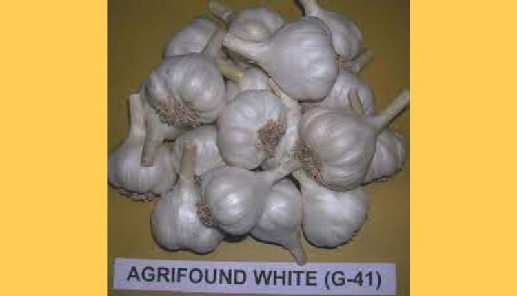 lehsun ki kheti garlic farming लहसुन की खेती और लहसुन की किस्में