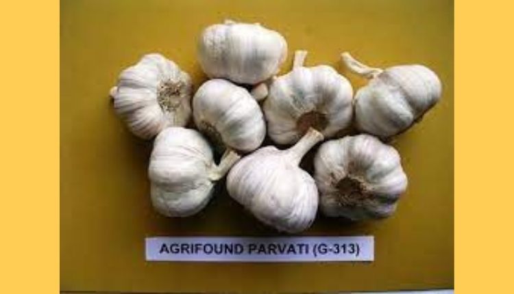 lehsun ki kheti garlic farming लहसुन की खेती और लहसुन की किस्में