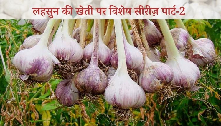 lehsun ki kheti garlic farming and garlic pest and disease लहसुन की खेती और लहसुन के रोग