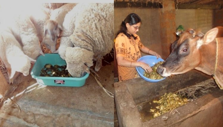 अनानास फल से चारा (pineapple fruit waste as cattle and fodder)