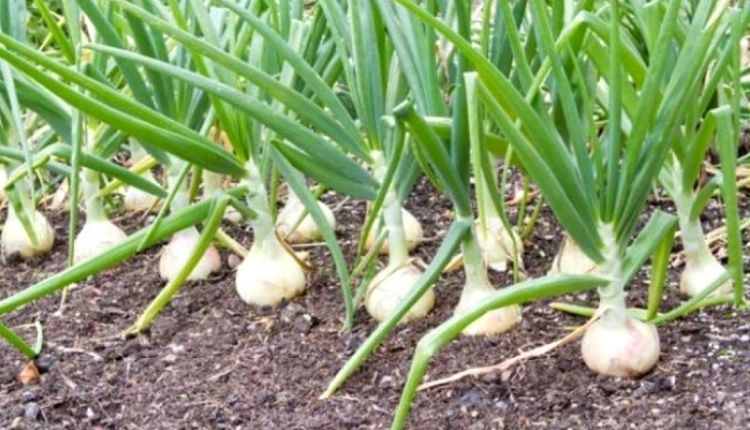 lehsun ki kheti garlic farming and garlic pest and disease लहसुन की खेती और लहसुन के रोग