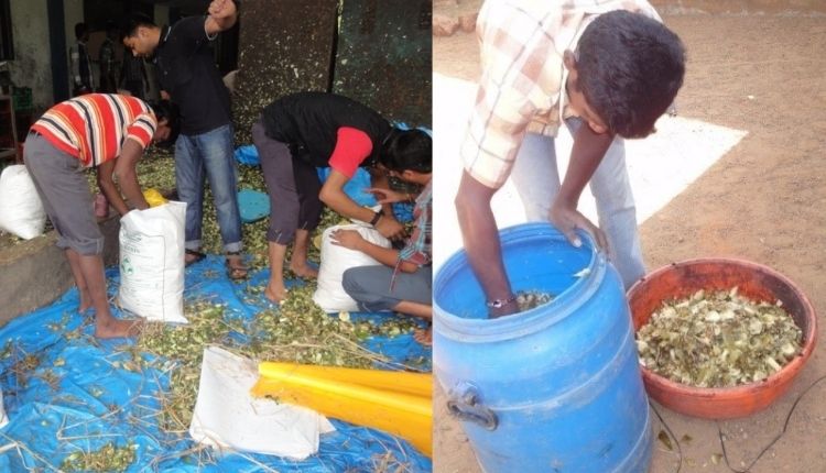 अनानास फल से चारा (pineapple fruit waste as cattle and fodder)