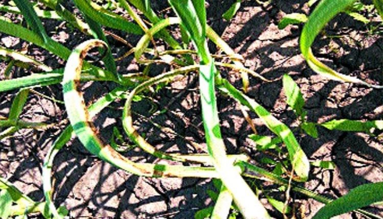 lehsun ki kheti garlic farming and garlic pest and disease लहसुन की खेती और लहसुन के रोग