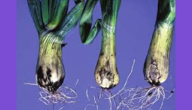 lehsun ki kheti garlic farming and garlic pest and disease लहसुन की खेती और लहसुन के रोग