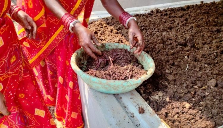 केंचुआ खाद वर्मीकम्पोस्ट कैसे तैयार करें earthworm compost kenchua khaad kaise tayaar karein
