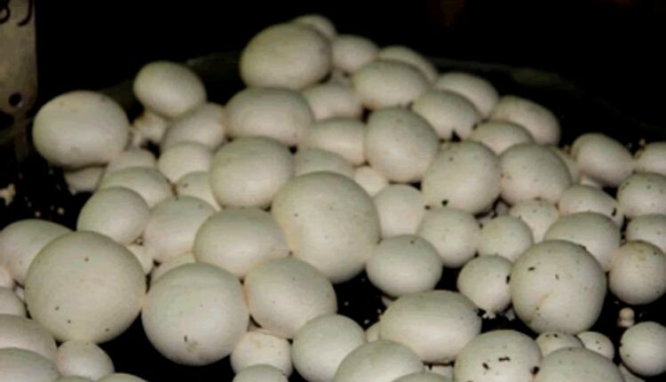 top 5 type of mushrooms मशरूम की किस्में