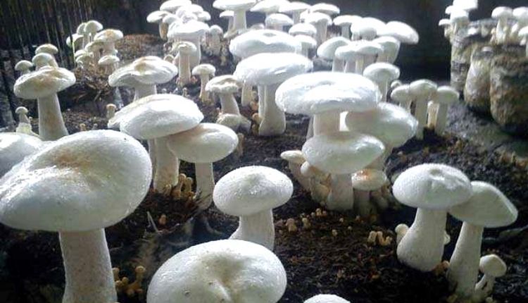 top 5 type of mushrooms मशरूम की किस्में
