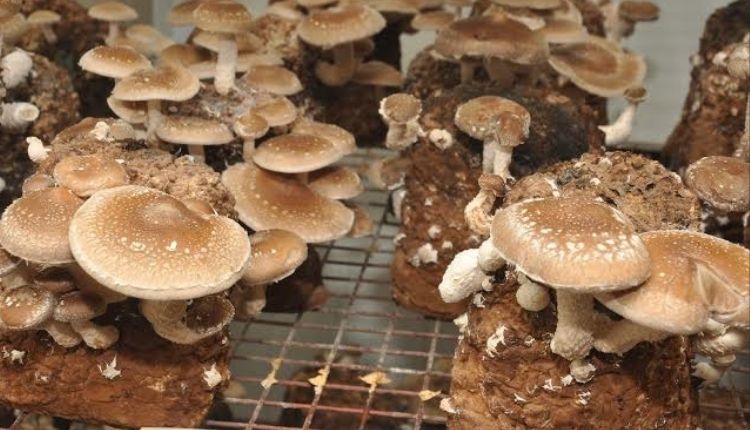 top 5 type of mushrooms मशरूम की किस्में